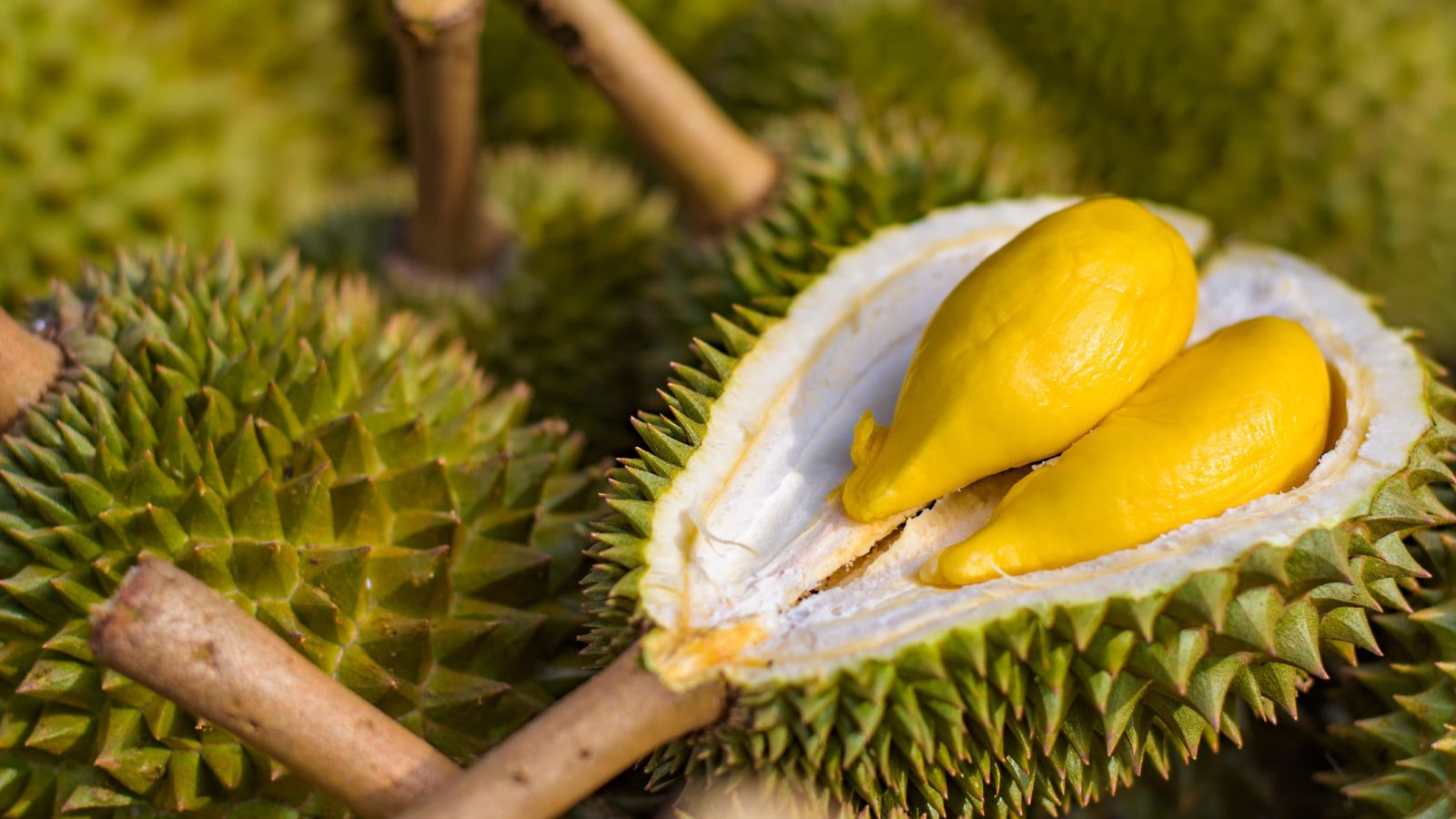 hd gambar durian