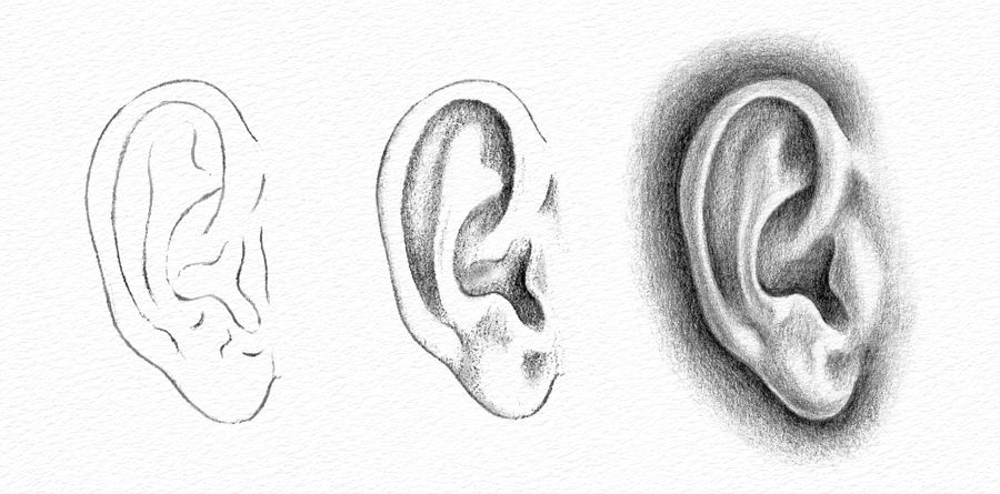 sketsa gambar telinga