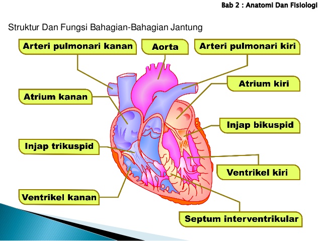 struktur dan fungsi jantung