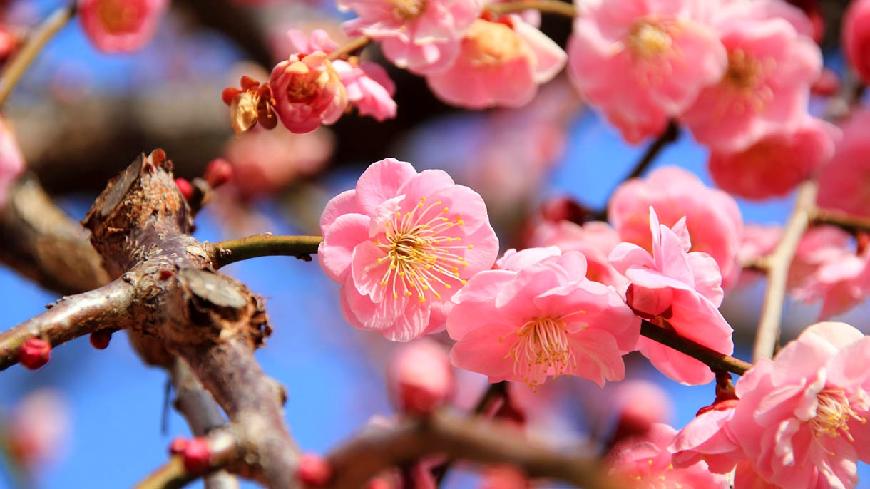 aneka gambar bunga sakura