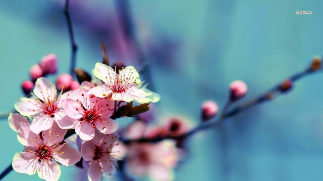 bunga sakura gambar hd