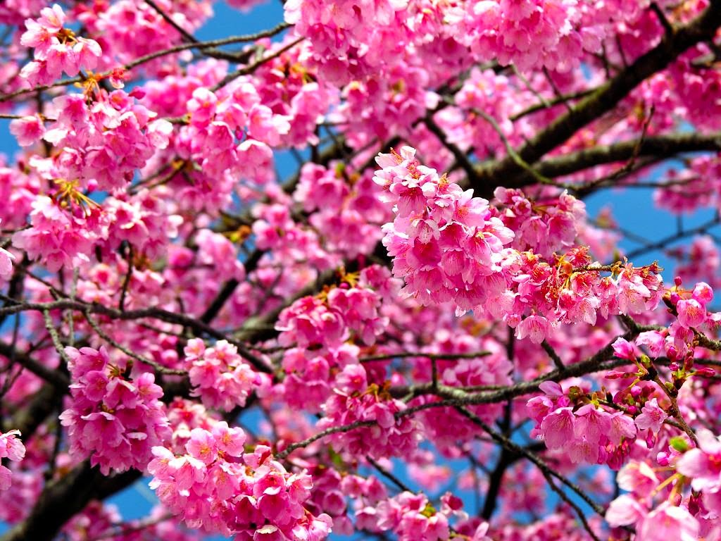 bunga sakura gambar