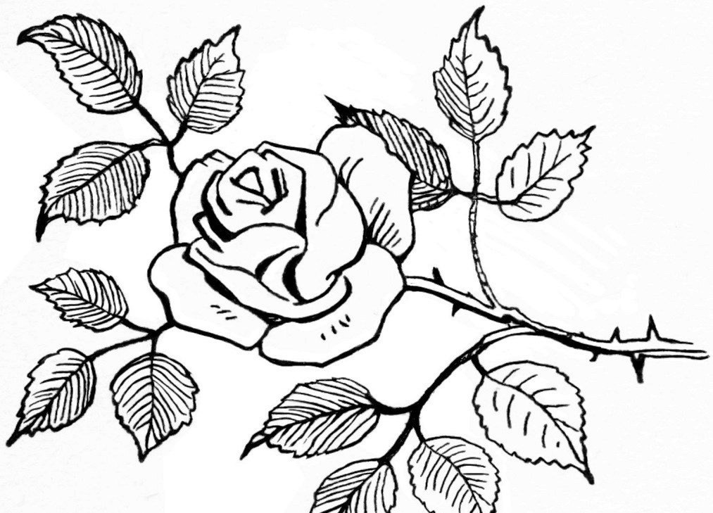 cara mewarnai gambar sketsa bunga mawar