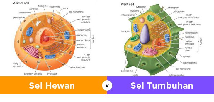 contoh gambar sel hewan dan tumbuhan