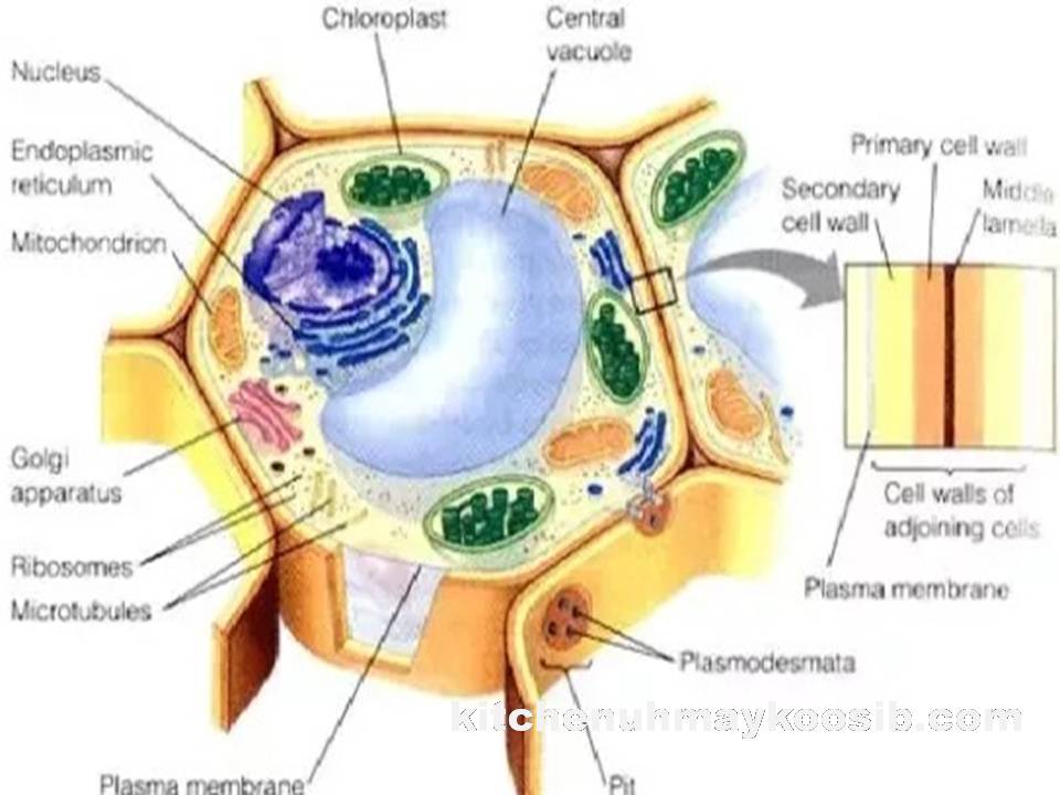 contoh gambar sel tumbuhan