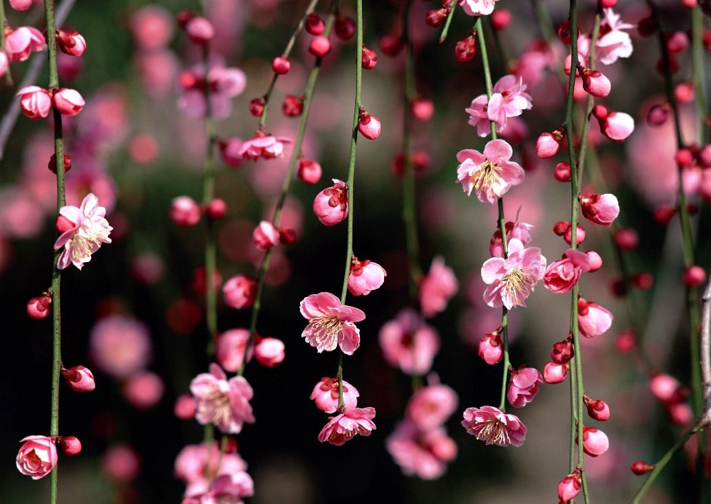 download bunga sakura