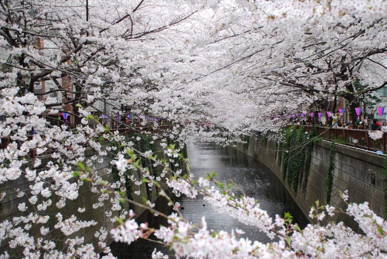 foto pemandangan gambar bunga sakura