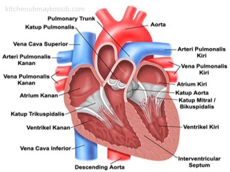 gambar anggota tubuh bagian jantung