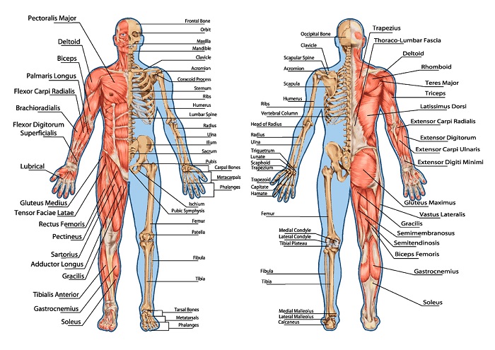 gambar anggota tubuh sistem anatomi manusia