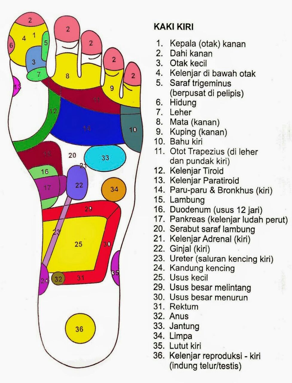 gambar anggota tubuh sistem saraf di kaki