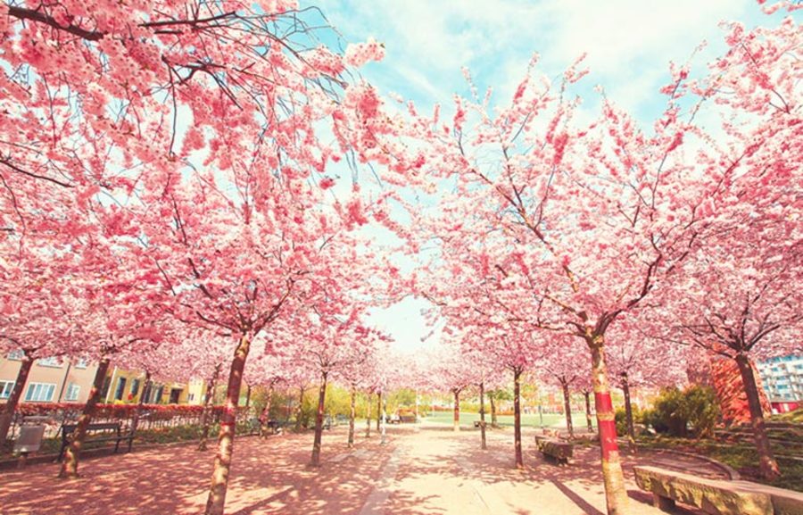 gambar animasi bunga sakura