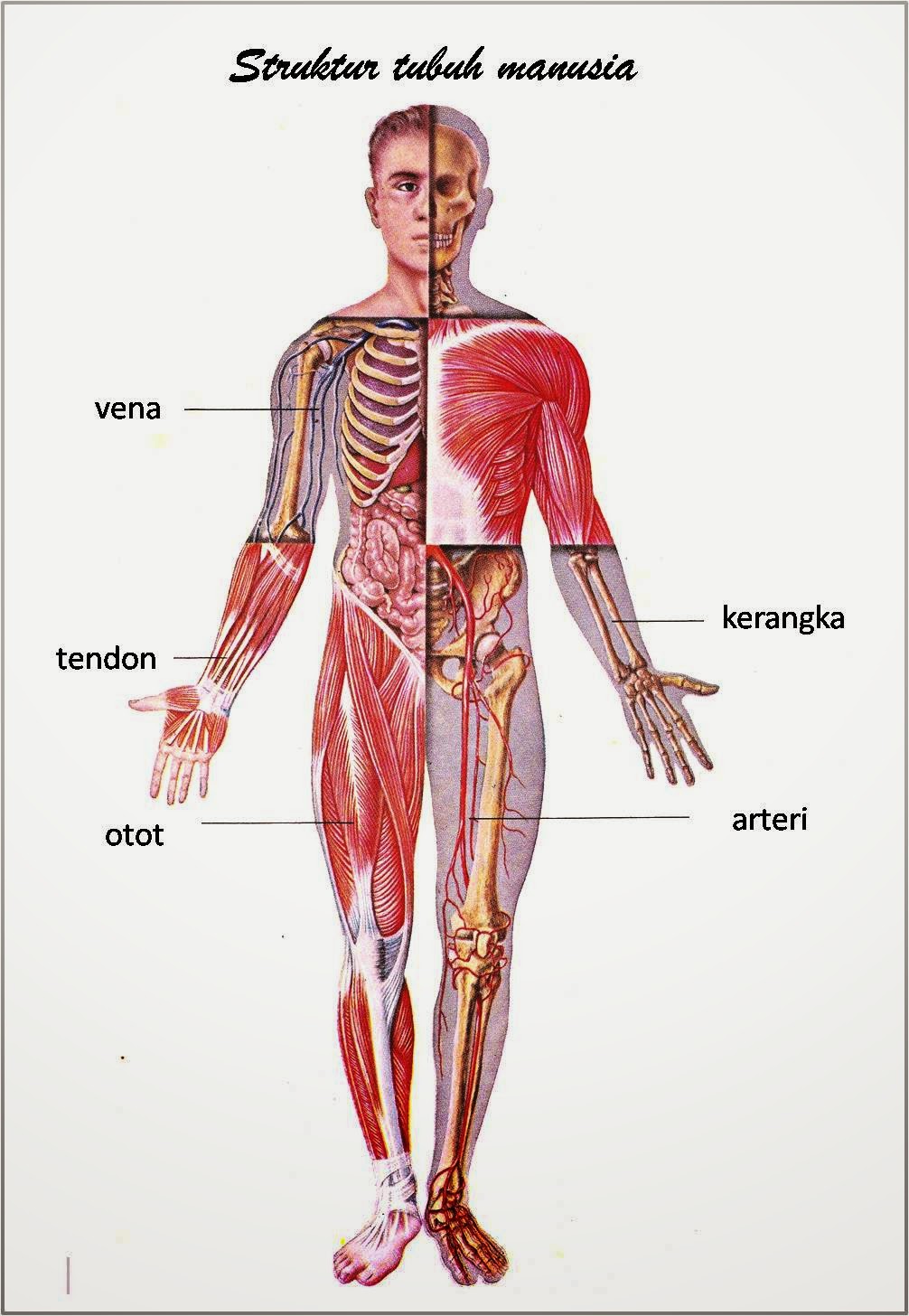 gambar bagian struktur tubuh manusia