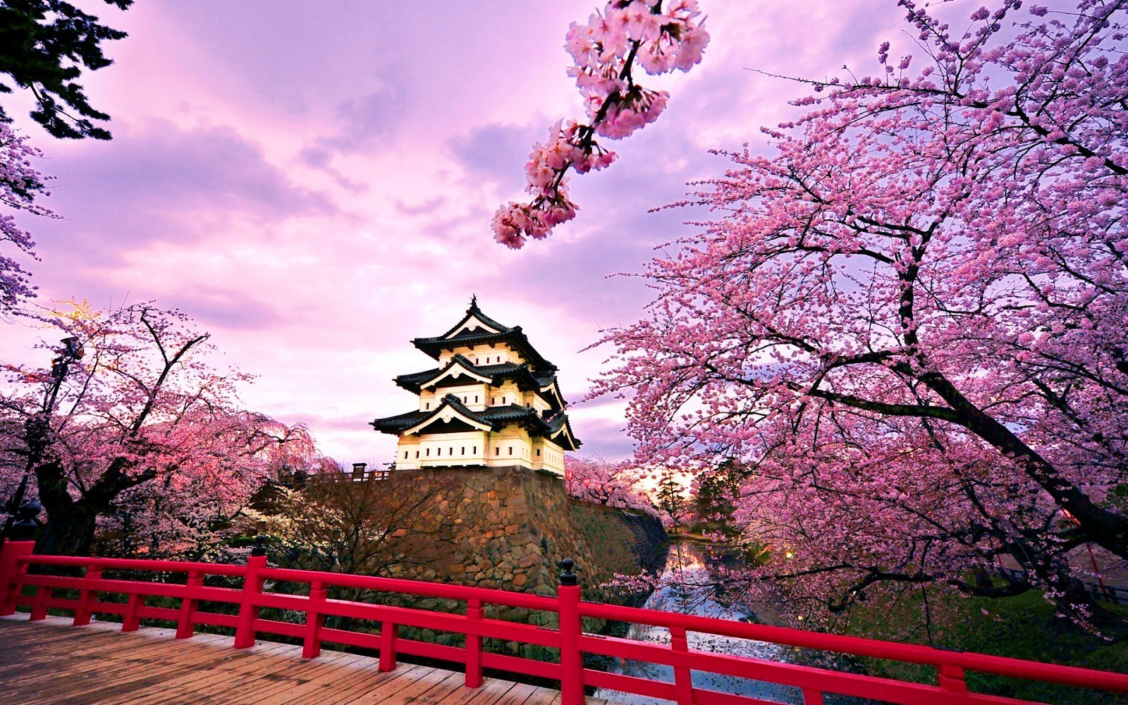 gambar bunga sakura di taman