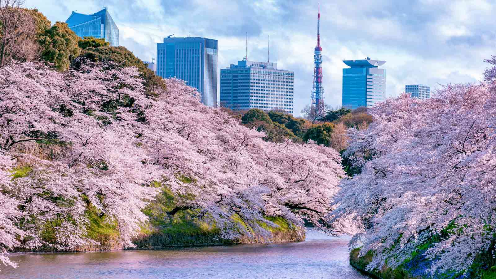 gambar bunga sakura di tokyo