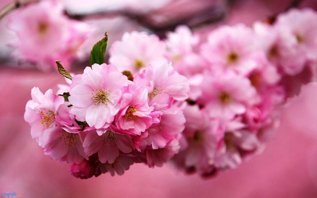 gambar bunga sakura disaat musim semi