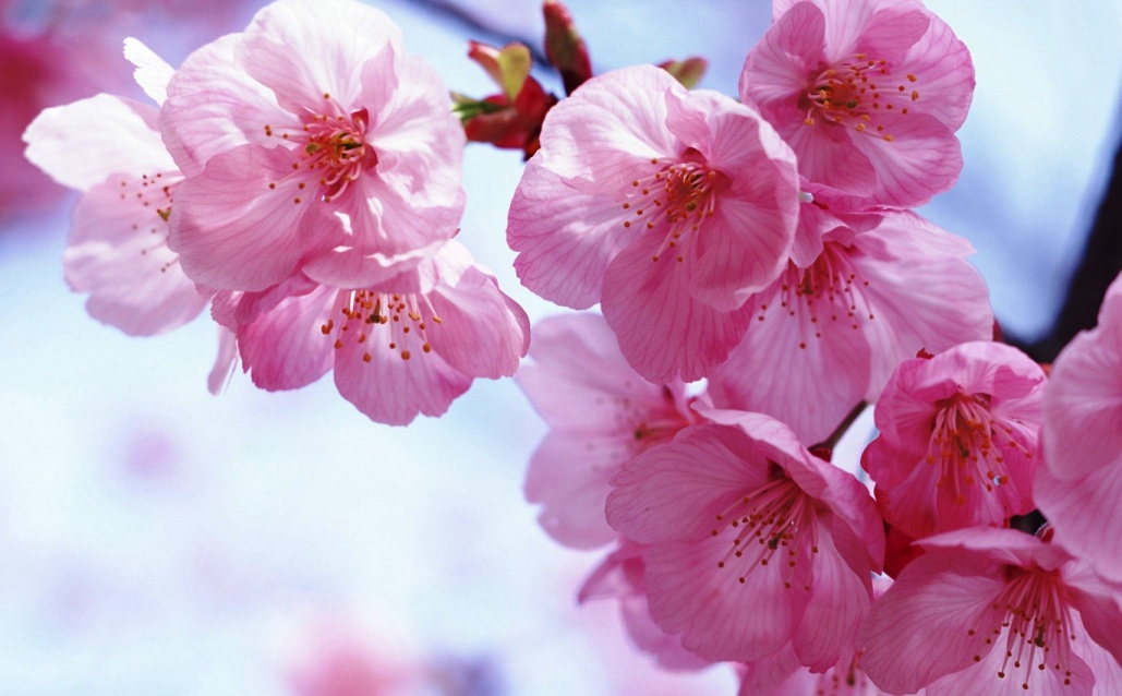 gambar bunga sakura hd
