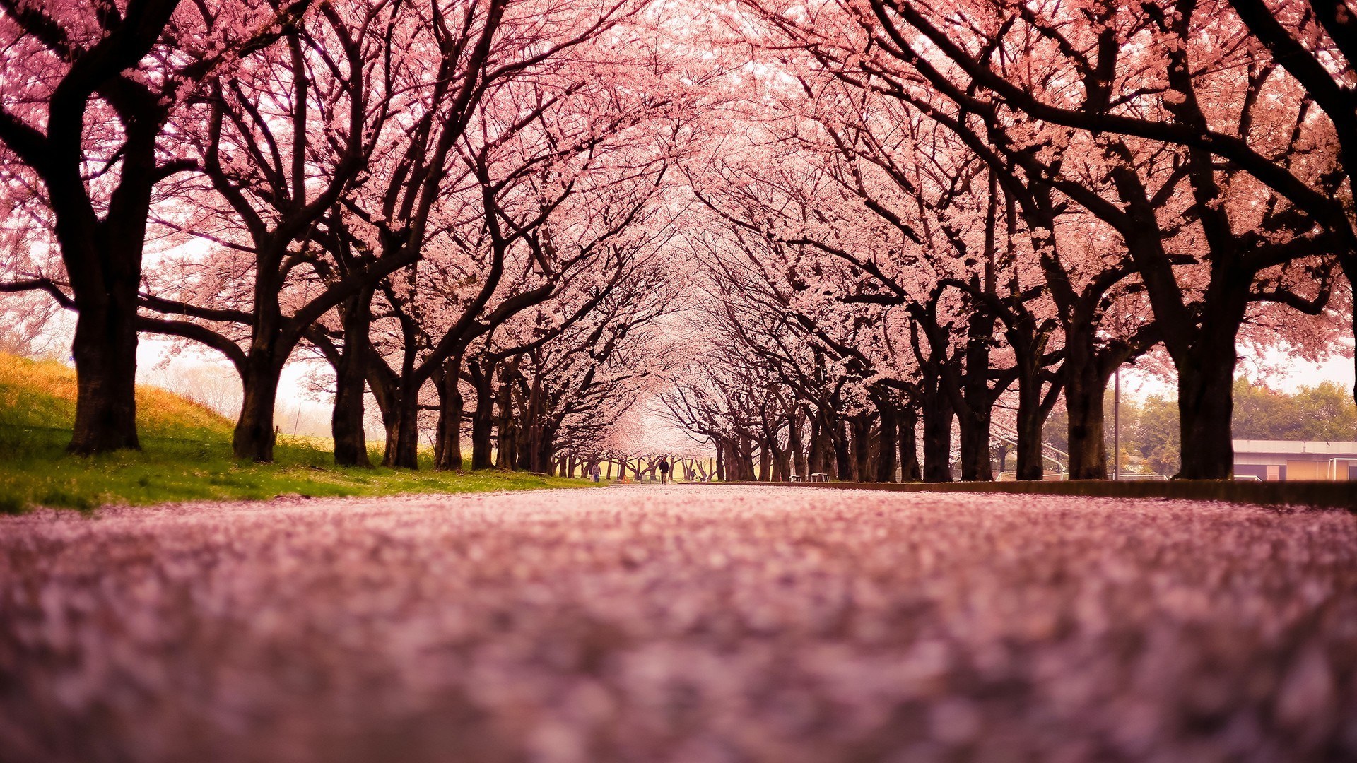 gambar bunga sakura jepang cantik