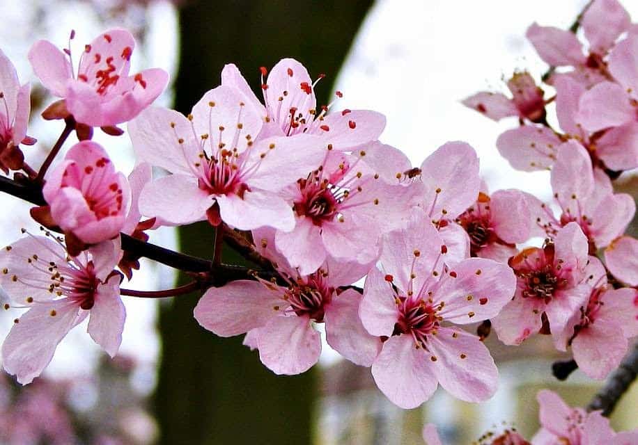 gambar bunga sakura jepang