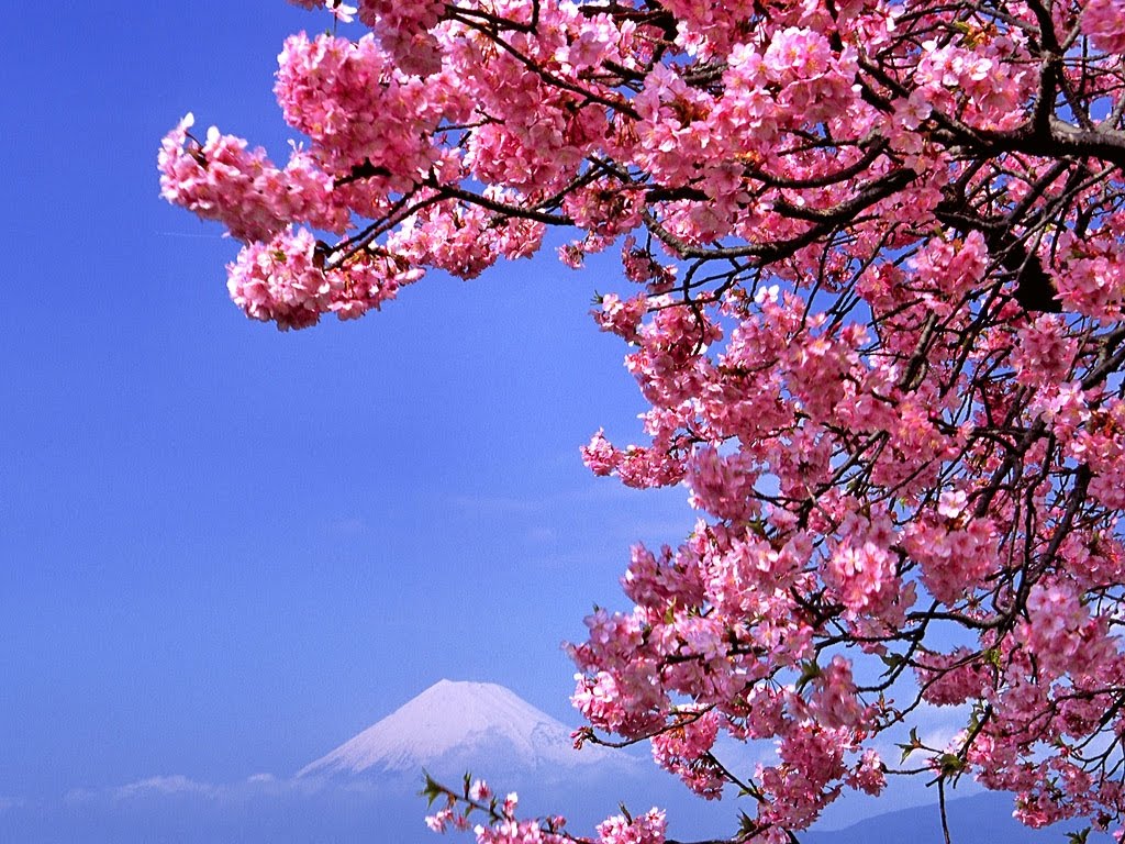 gambar bunga sakura pegunungan