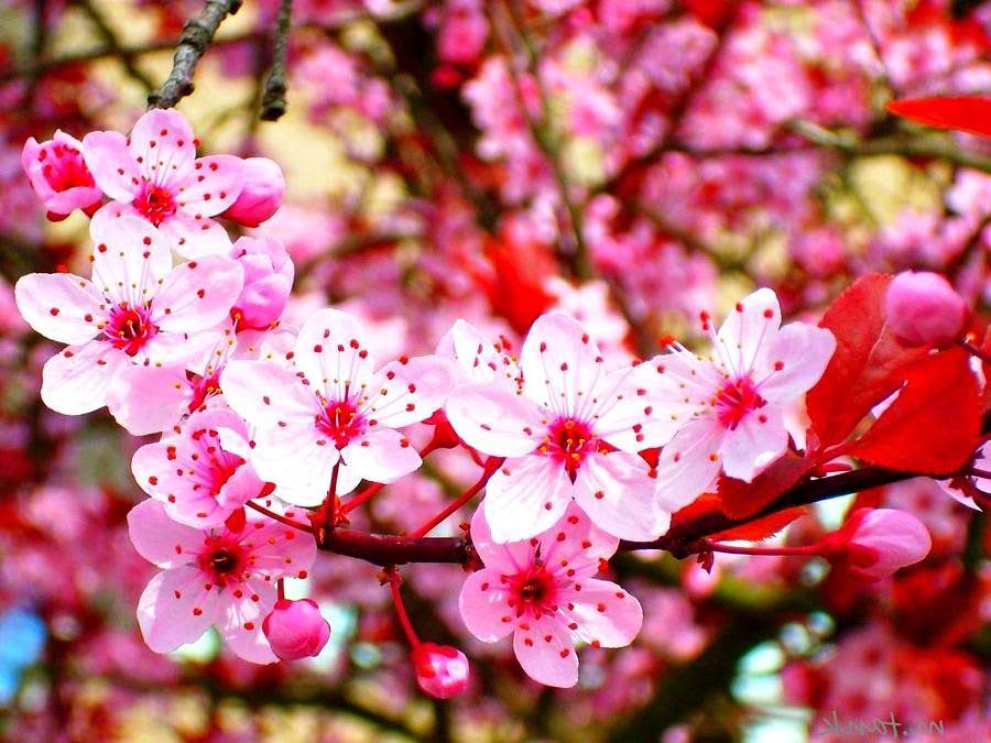 gambar bunga sakura terindah