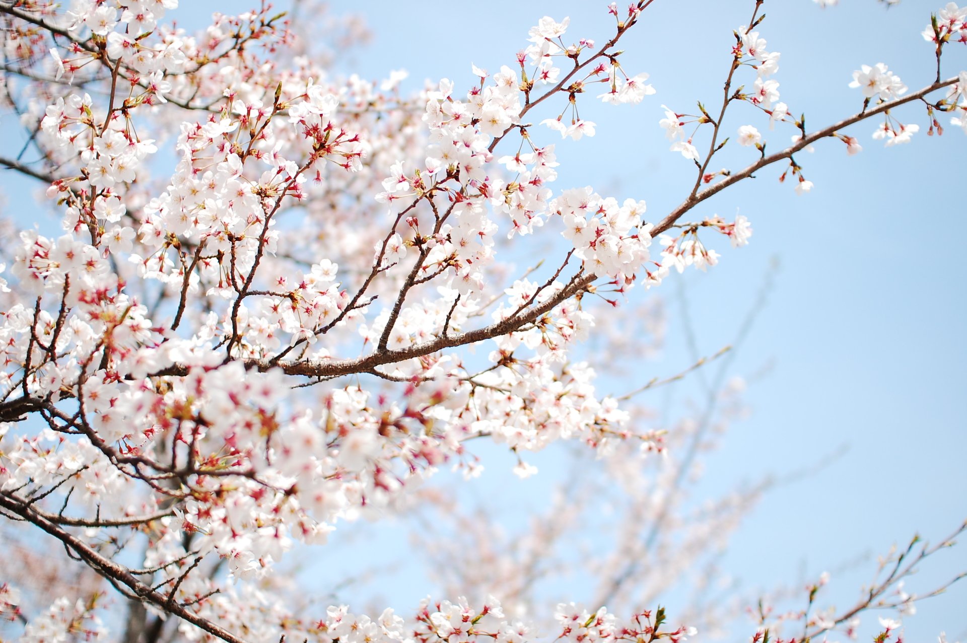 gambar bunga sakura tumbuh