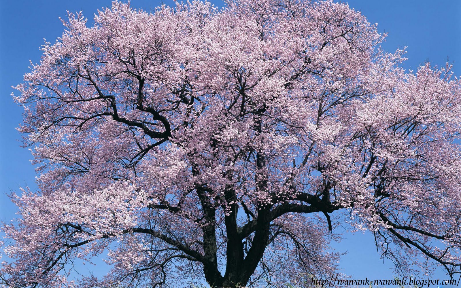 gambar bunga sakura wallpaper
