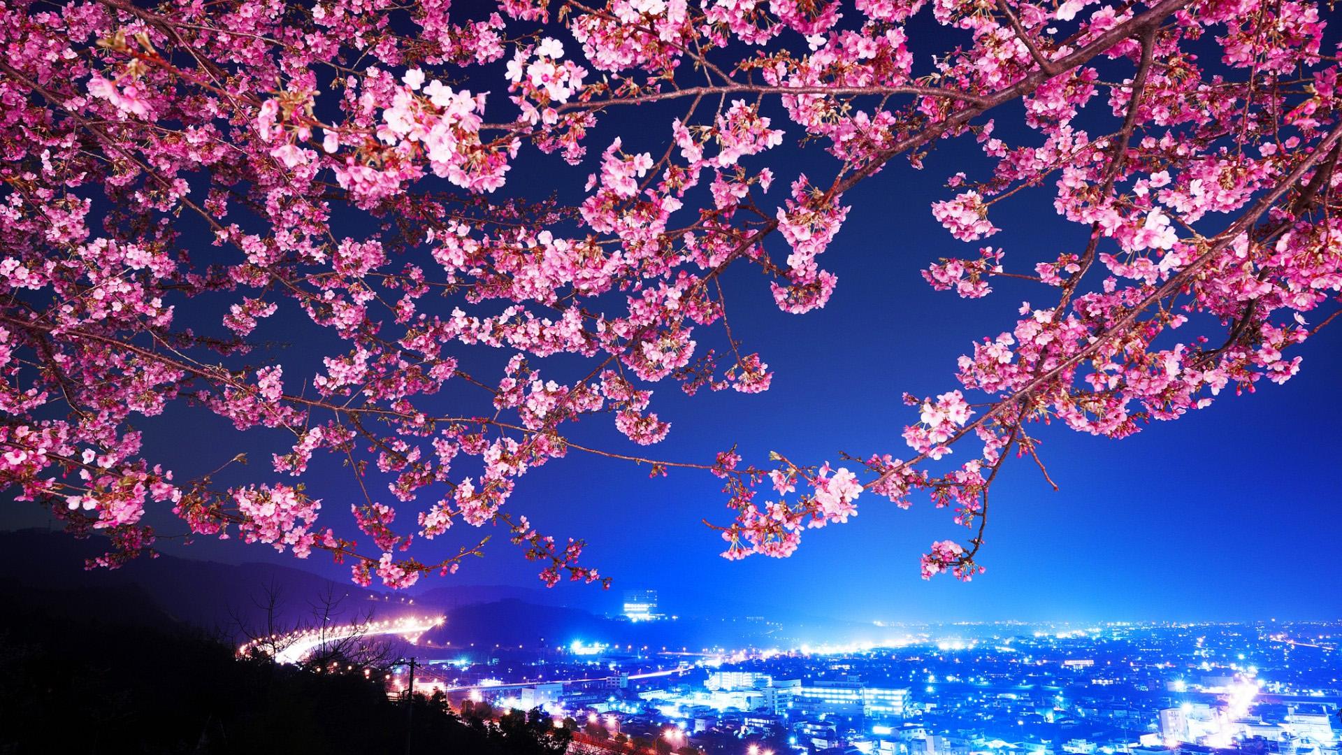 gambar bunga sakura yang elok