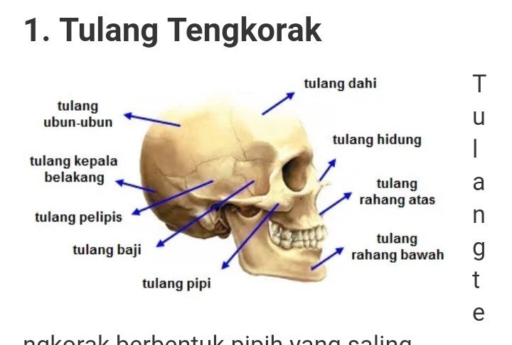 gambar kerangka tulang pada rangka tengkorak manusia