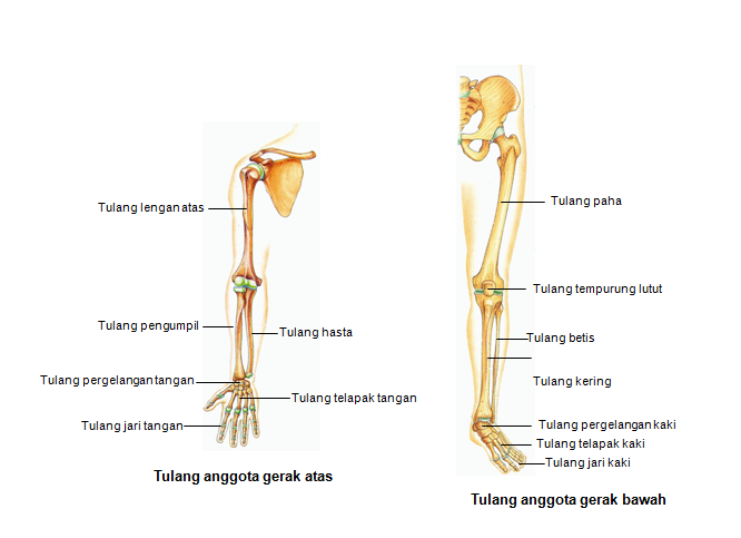 gambar kerangka tulang paha dan lengan