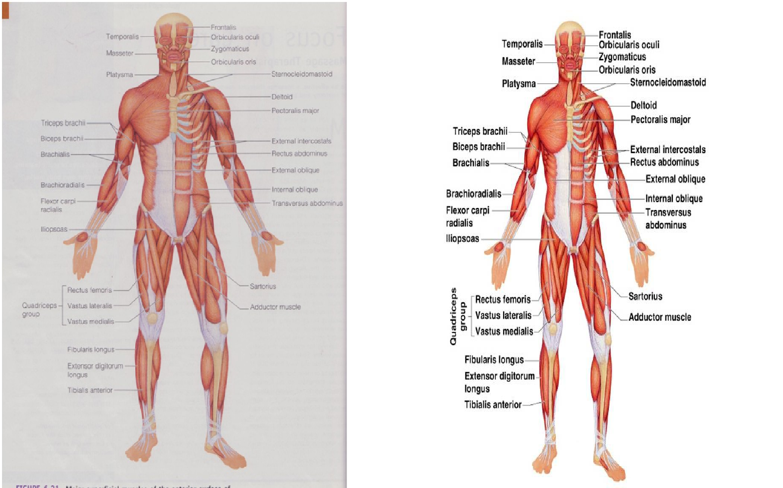 gambar kerangka tulang sistem otot dan rangka manusia