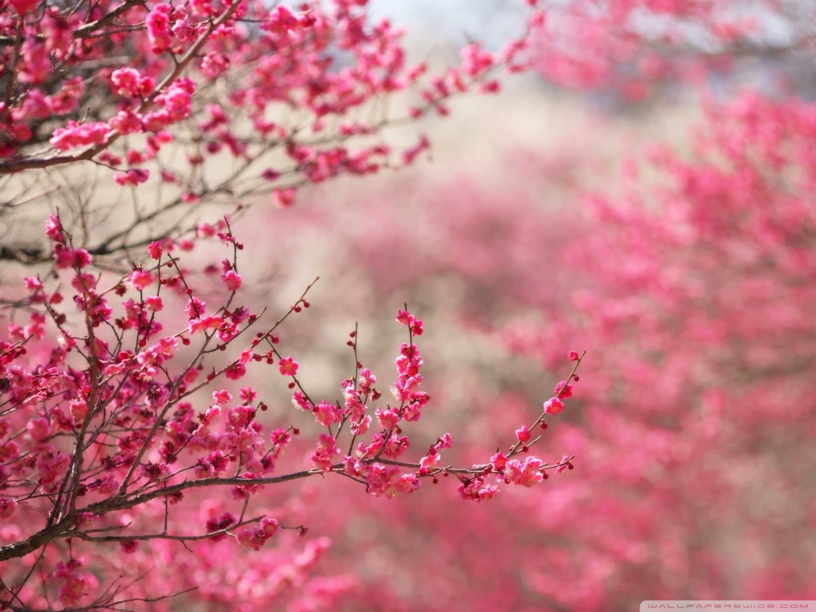 gambar mekar bunga sakura
