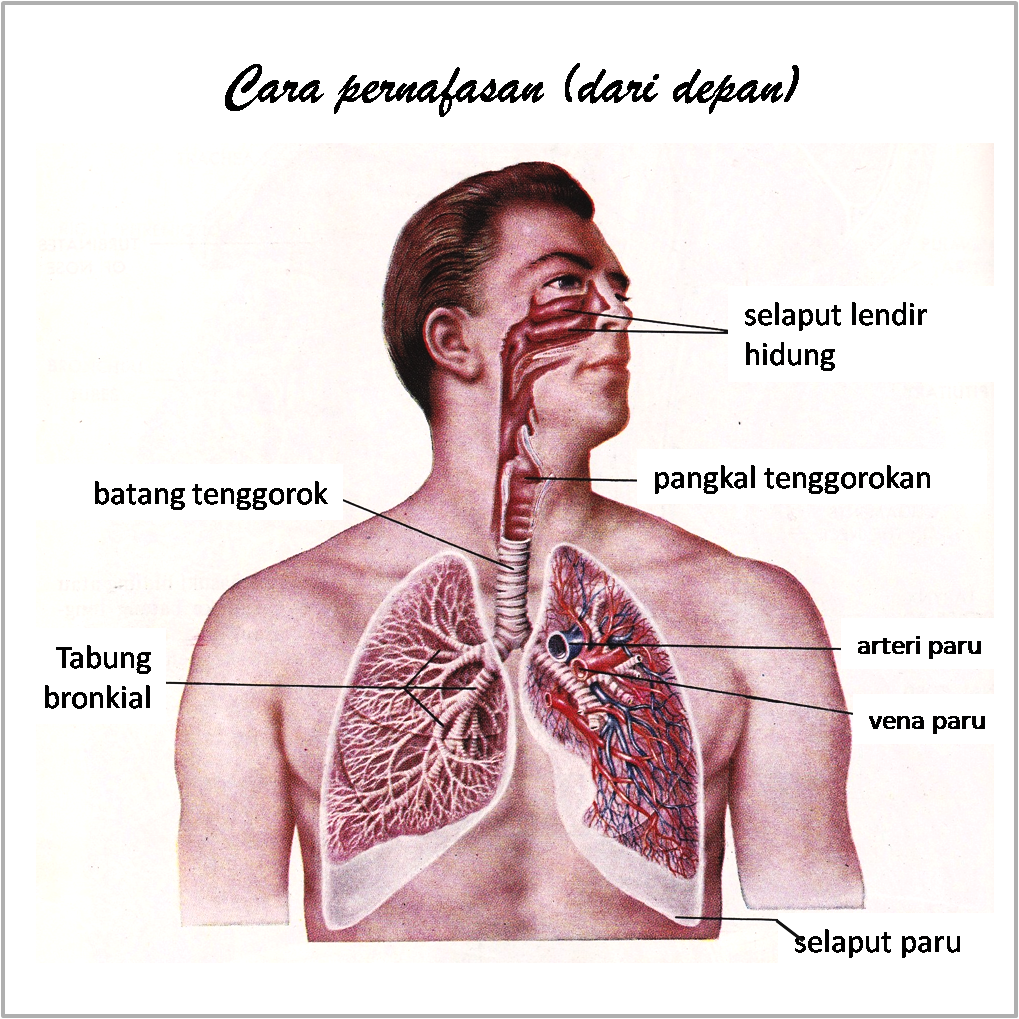 gambar organ anggota tubuh pernafasan depan