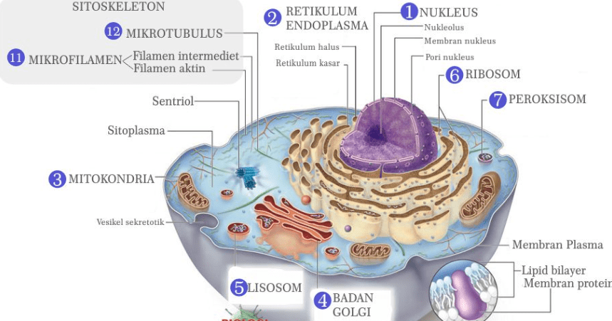 gambar organel sel hewan