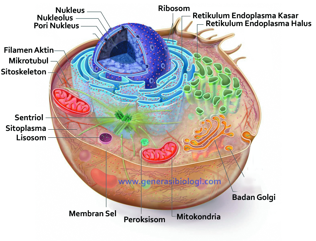 gambar pengertian sel hewan hd