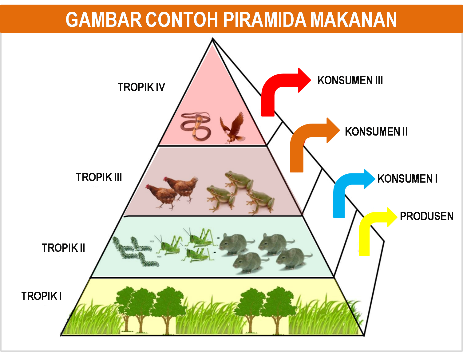 gambar piramida makanan