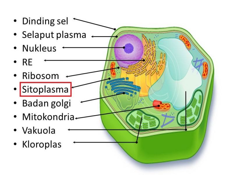 gambar sel tumbuhan dan fungsinya