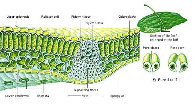 gambar sel tumbuhan gambar