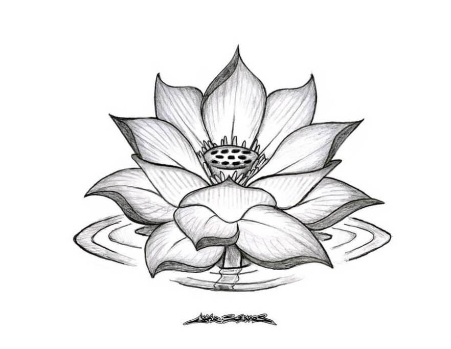 gambar sketsa bunga keren