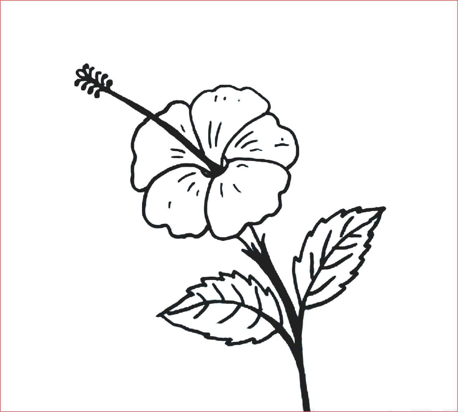 gambar sketsa bunga sepatu hd