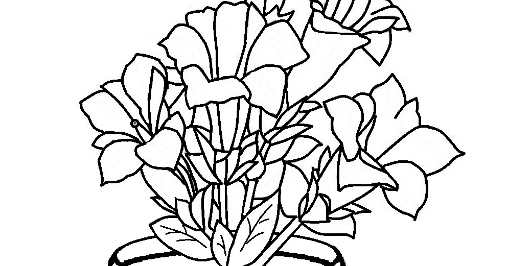 gambar sketsa bunga terompet