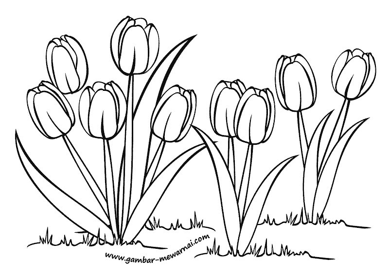 gambar sketsa bunga tulip hd