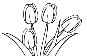 gambar sketsa bunga tulip