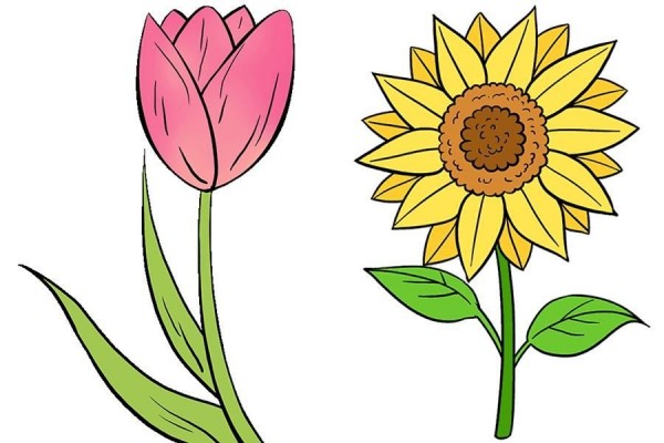 gambar sketsa bunga warna