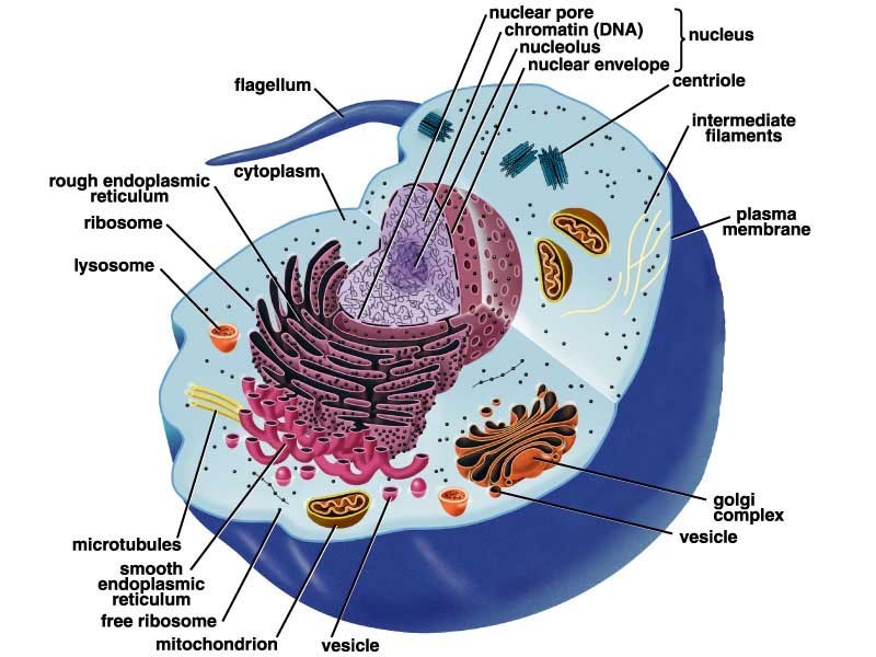 gambar struktur sel hewan