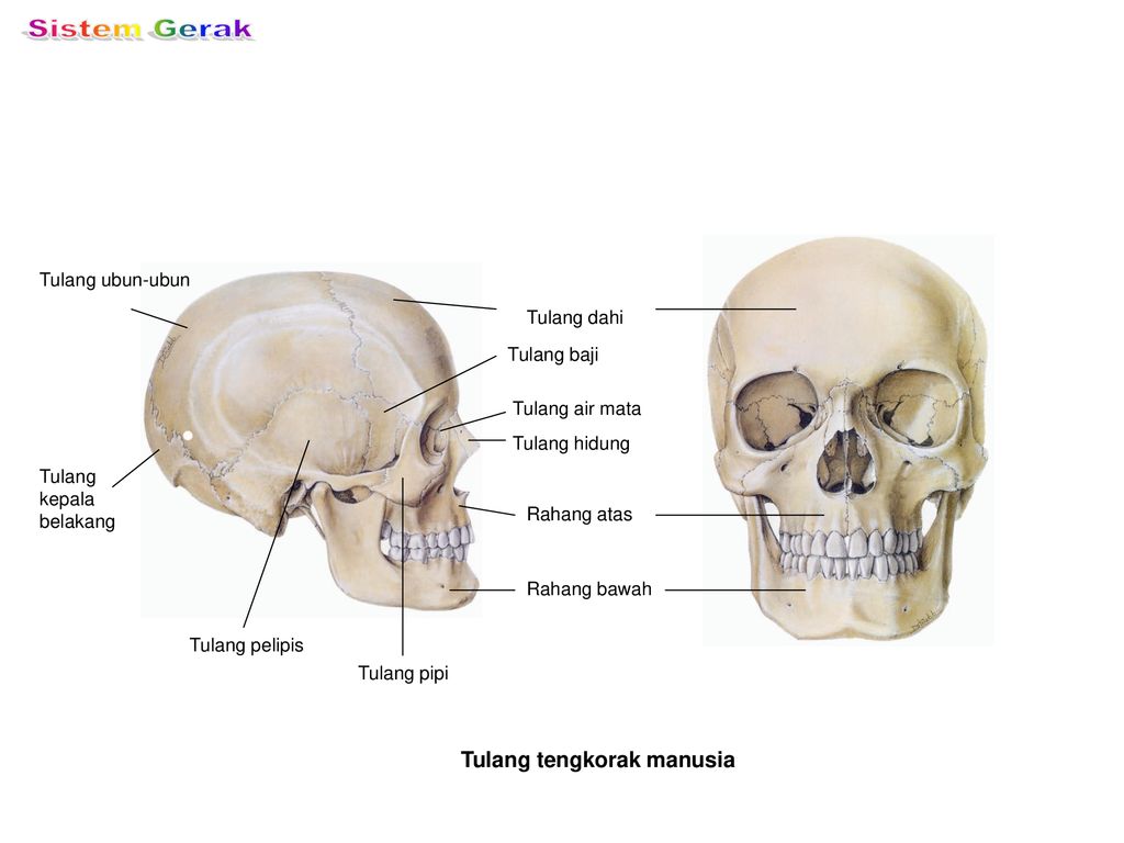 gambar tulang tengkorak manusia