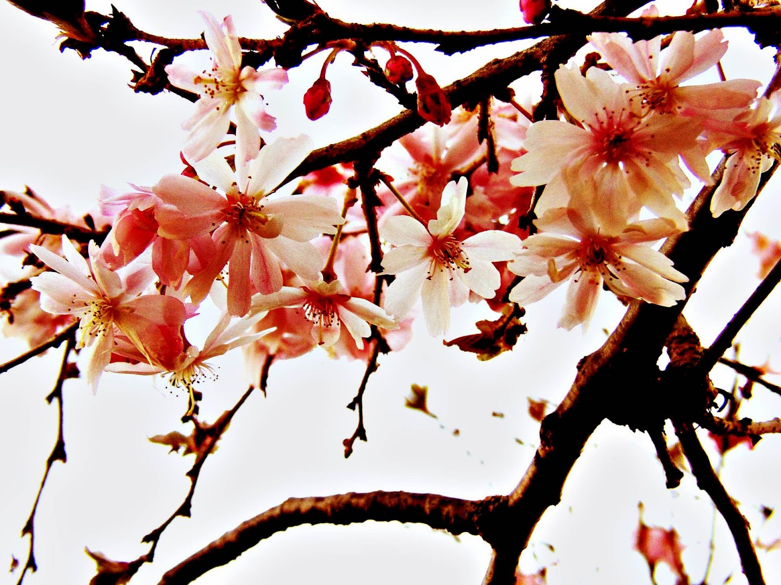gambar wallpaper bunga sakura