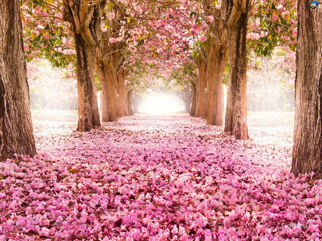 hd gambar bunga sakura