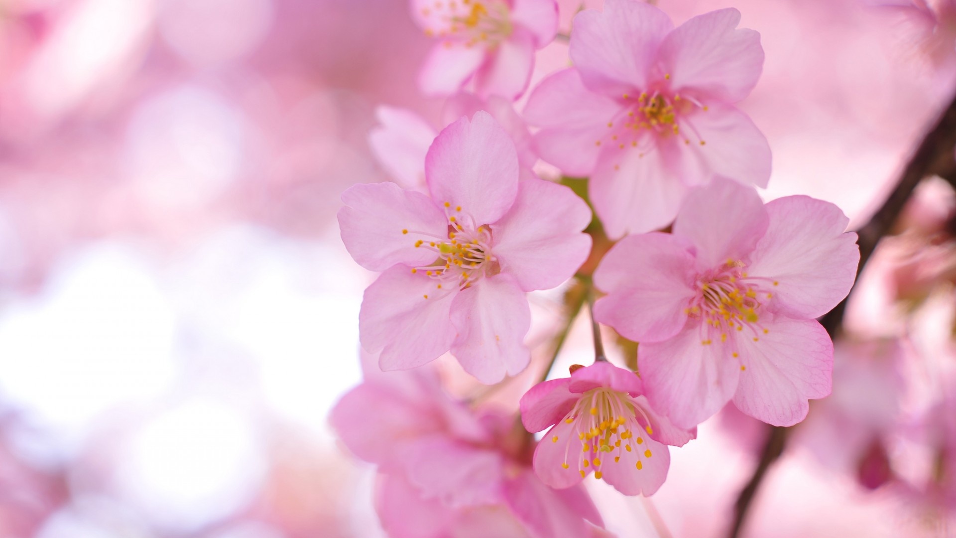 indah mekarnya bunga sakura