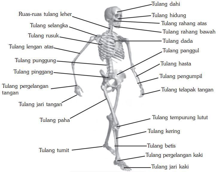 kerangka tulang dan anggota gerak tubuh manusia