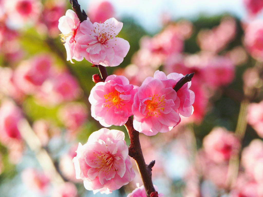 kumpulan gambar bunga sakura